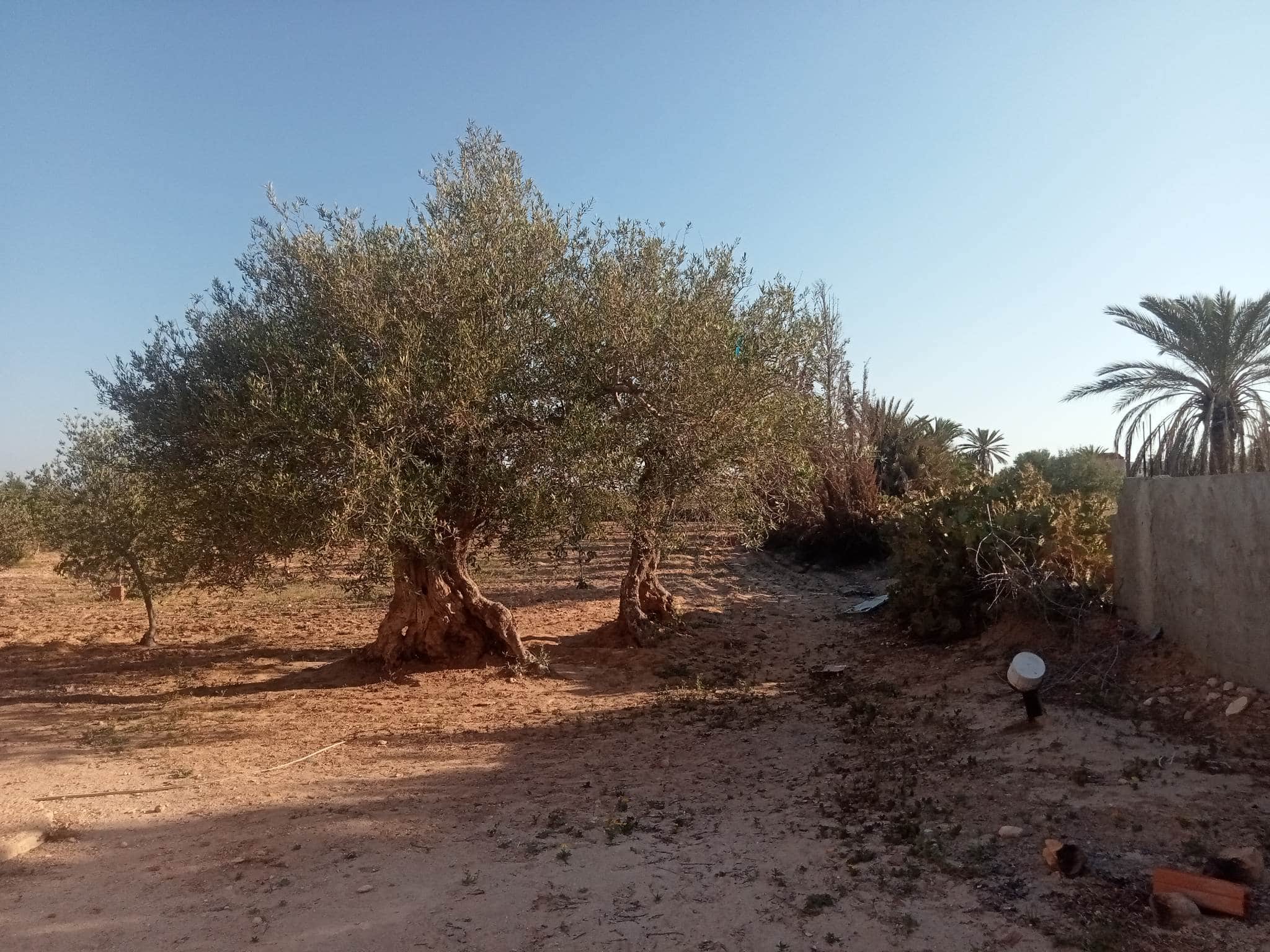 Terrain potentiel à 3 km de houmt souk — vue extérieure à Houmt-Souk, Djerba