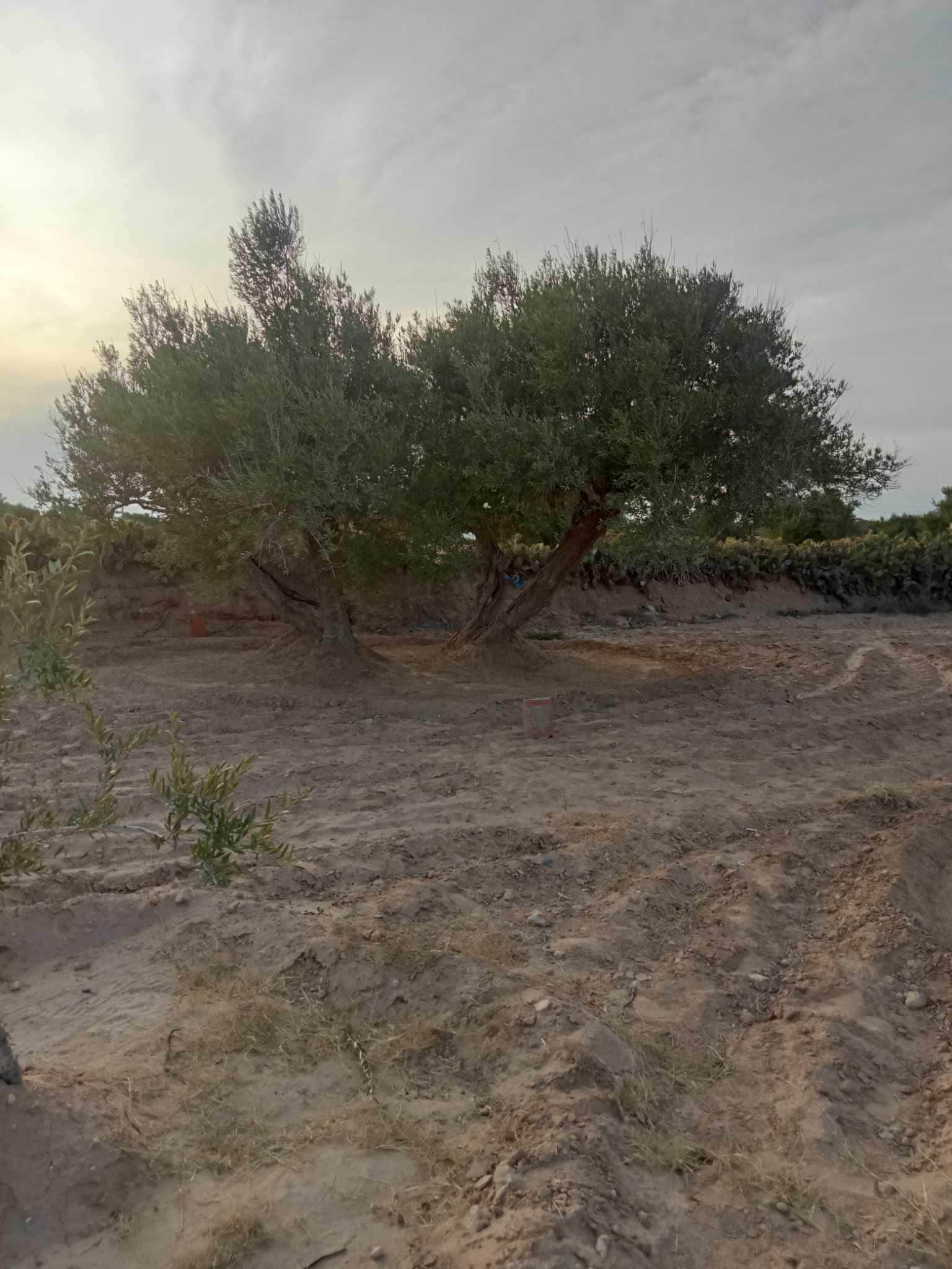 Terrain potentiel à 3 km de houmt souk — salon et pièces de vie