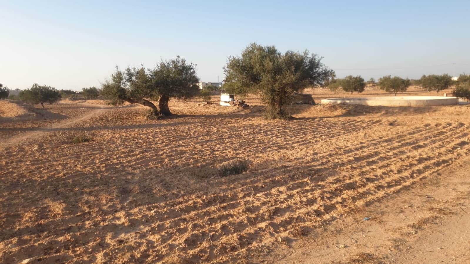 Terrain 1800 metre carré à djerba bousmaiel — Ajim, Djerba