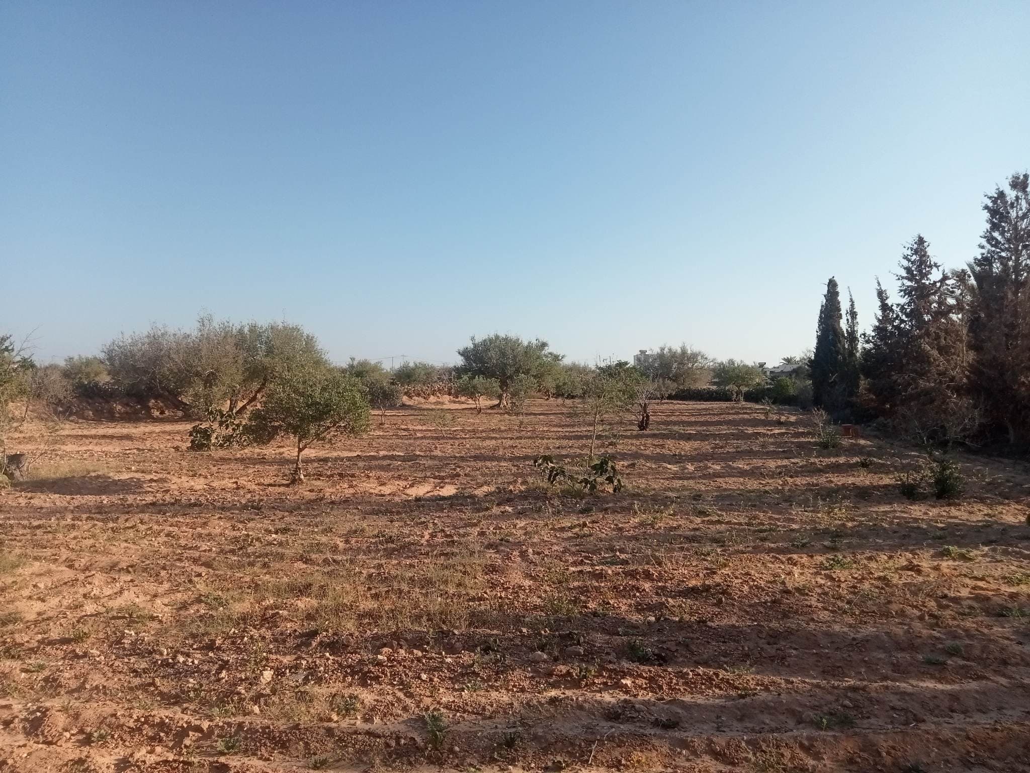 Terrain potentiel à 3 km de houmt souk — façade — terrain à Houmt-Souk