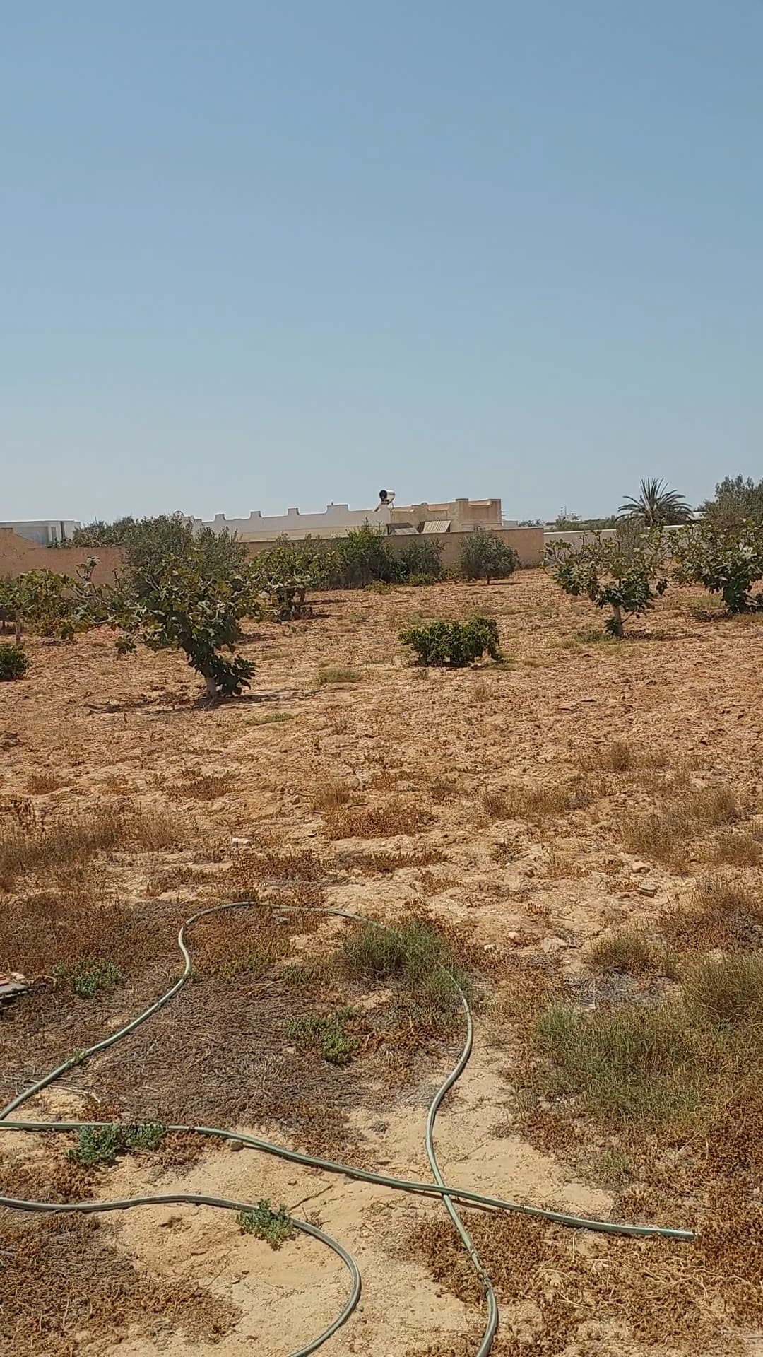 Terrain cloturé de 3900 m2 avec permit de batir — façade — terrain à Houmt-Souk