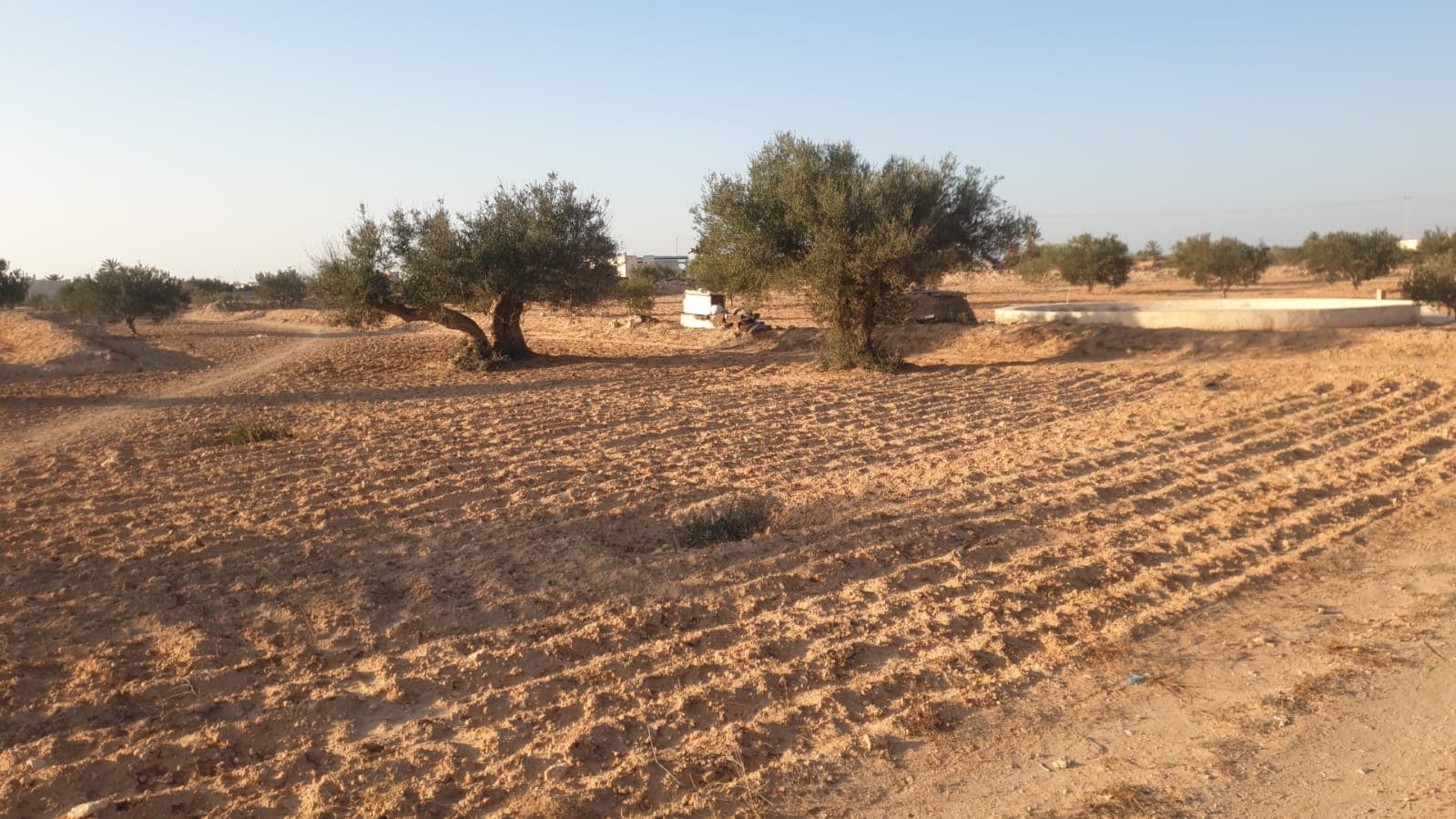 Terrain 1800 metre carré à djerba bousmaiel — façade — terrain à Ajim